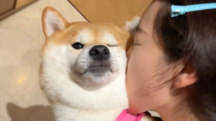 Never let strangers touch your dog, or else…