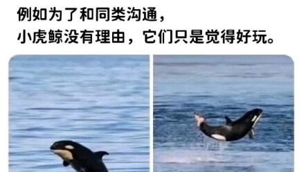 Little Orca: Hey, this is fun!