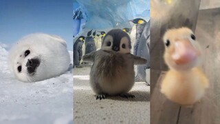 "Animals really are cuter when they're small!"