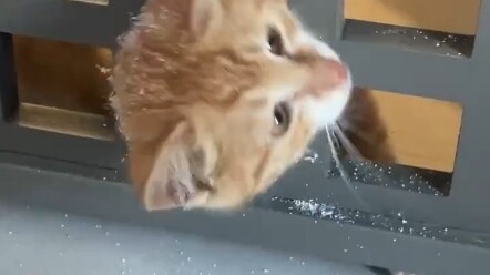 إنقاذ القط البرتقالي الصغير العالق