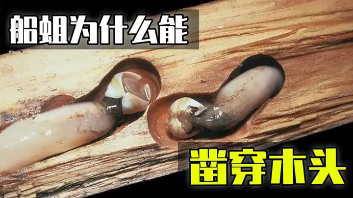 船蛆的身体构造到底有多奇特？又是如何破坏木材的？
