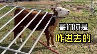 Those embarrassing moments for animals!