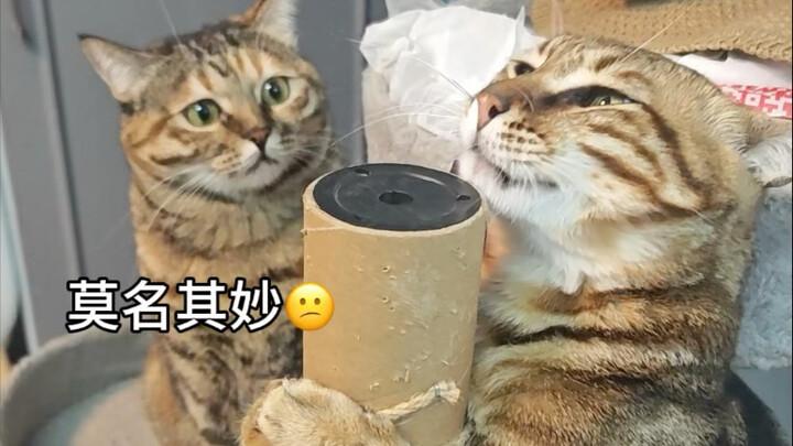 عندما جاءت قطتي لتستولي على مكان حبيبي المفضل، كل ما استطاعته قطته هو الشعور بالصدمة تلو الأخرى...