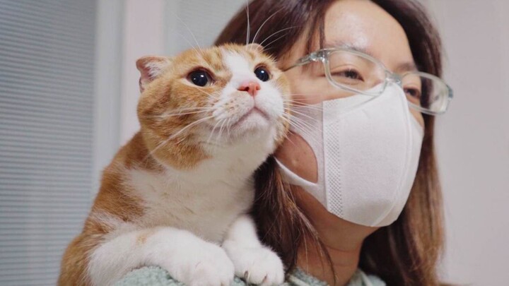 Kucing: Main game, dapat kendaraan baru!