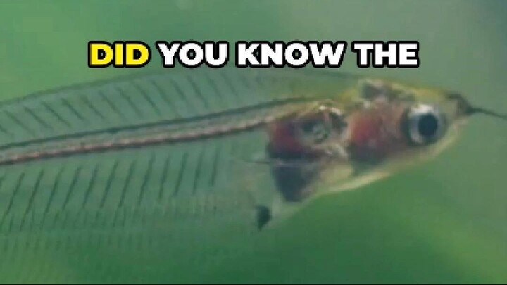 Glass Fish: The See-Through Swimmer You Might Miss