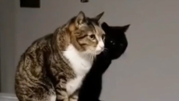 Kucing-kucing kelas atas biasanya pandai menyembunyikan diri!