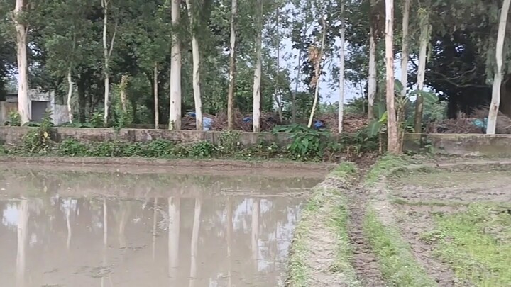 গ্রামের কৃষকের স্বপ্নের ফসলের জমি