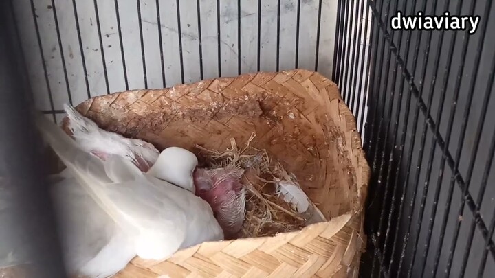 PUTER HIAS WARNA BLOND IVORY MELOLOH ANAKAN #ternakputer