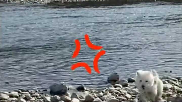 Anjing ini kelihatannya nggak terlalu pintar.