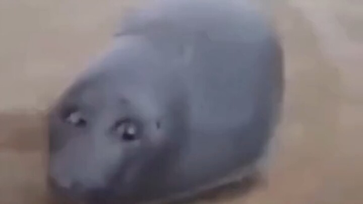 ดวงตาของฉันคือไม้บรรทัด