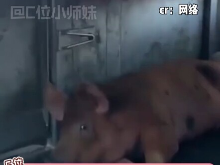 Girls, pay special attention: never let your period get close to a pig, or it’ll smell the blood…