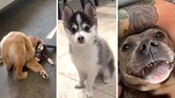 DOGS that will make you Laugh! 🐶 Best of Dog Videos 😂