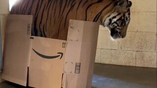 没有猫咪能拒绝纸箱！