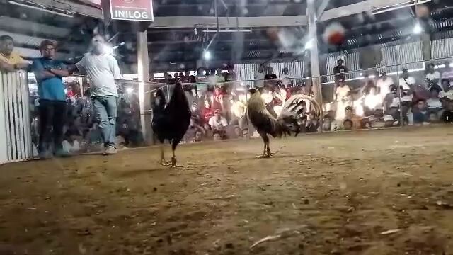 jj win vs lady gaffer nang canlaon