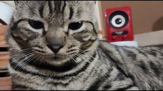 Yogi | Cat Vlog #15