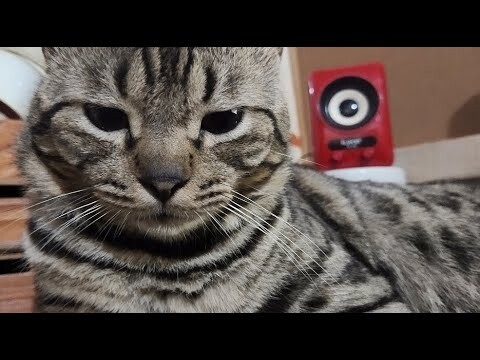 Yogi | Cat Vlog #15
