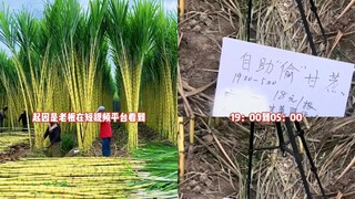Khu trải nghiệm trộm mía tại một địa phương ở Chiết Giang bỗng hot rần rần, cư dân mạng còn bày cách