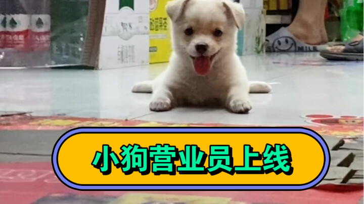 Ding-dong! Your puppy salesperson is now online—welcome!
