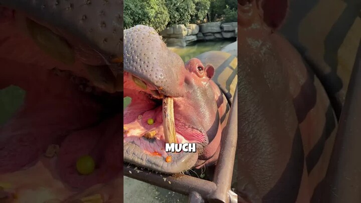 ฮิปโปอยากได้ขนมชิ้นใหญ่กว่านี้🦛❤️