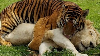 Harimau itu jatuh cinta dengan sensasi mendekap singa, hangat dan berbulu, inilah sensasi yang sesun