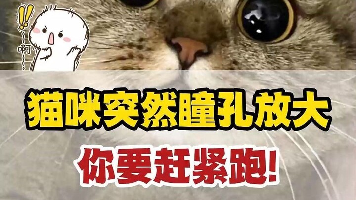 When you see a cat’s pupils suddenly dilate, run immediately—don’t hesitate!