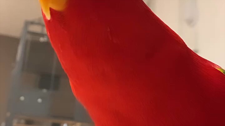 Burung merah, arbei perak 🍅 ejekan tanpa ampun dari burung