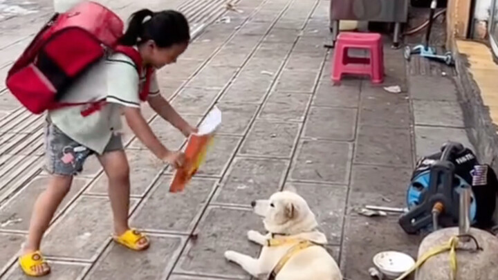 “Anjing: Sepanjang hidupku belum pernah sebingung ini…”