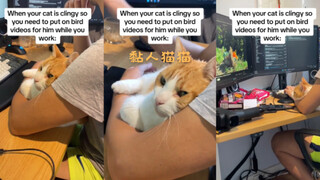 当你有一只黏人猫猫