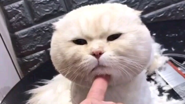 Tak ada sebutir makanan kucing pun yang diberikan sia-sia!