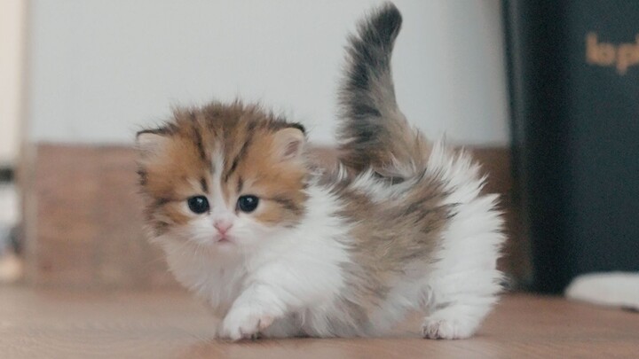 Little kitten: Antenna connected, cuteness signal transmitted!