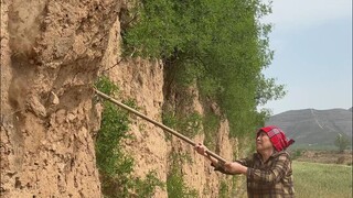 An elderly woman from Shanxi loves eating soil—she digs up 700 jin a day, stir-frying it in pots hea