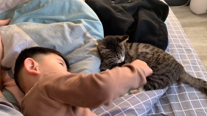 Cat: I'Ve Been in New Home for One Month! It's Good to Stop Wandering!