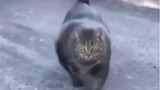 Left-hand walking cat