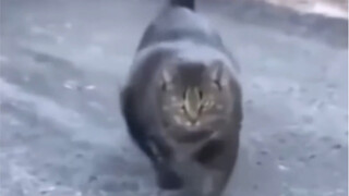 Kucing berjalan di sebelah kiri