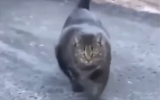 Left-hand walking cat