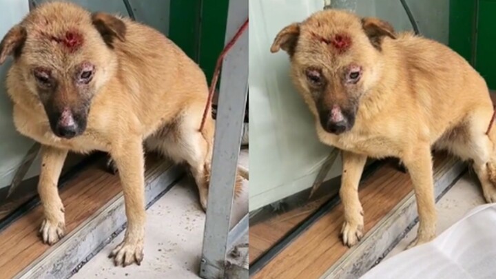 Passerby Hammers Dog—Woman Breaks Down Crying as She Buys It to Rush to the Vet; Dog’s Desperate Eye