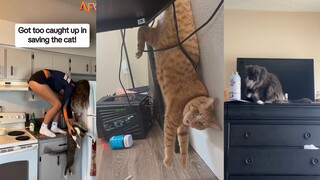 คุณพร้อมจริงๆ แล้วหรือยังที่จะเลี้ยงแมว?