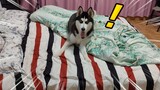 [Động vật] Husky lẻn vào phòng nằm trên giường khi cậu chủ đi vệ sinh
