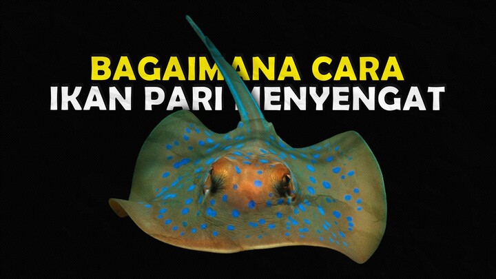 BANYAK YANG BELUM TAHU SEBERAPA BERBAHAYAKAH SENGATAN IKAN PARI