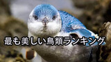 [Xiaohuihui] Video Bagian Pertama Urutan Burung Paling Cantik