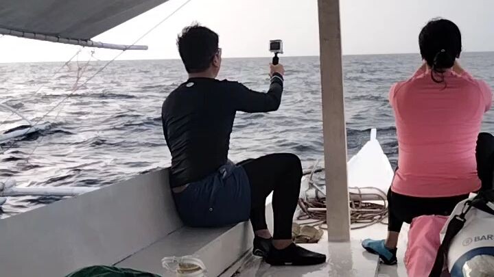 dolphin watching