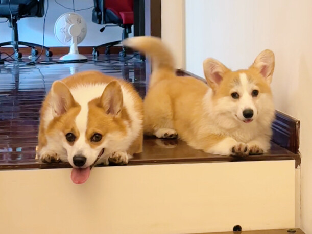 การเปลี่ยนแปลงของเจ้าคอร์กี้ตัวน้อยหลังจากกลับบ้านมาหนึ่งปี