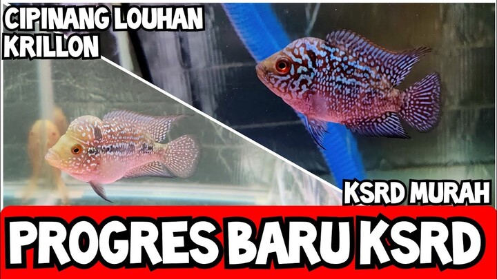 PROGRES LOUHAN BARU KSRD+KSRM...LOUHAN LOKAL MURAH