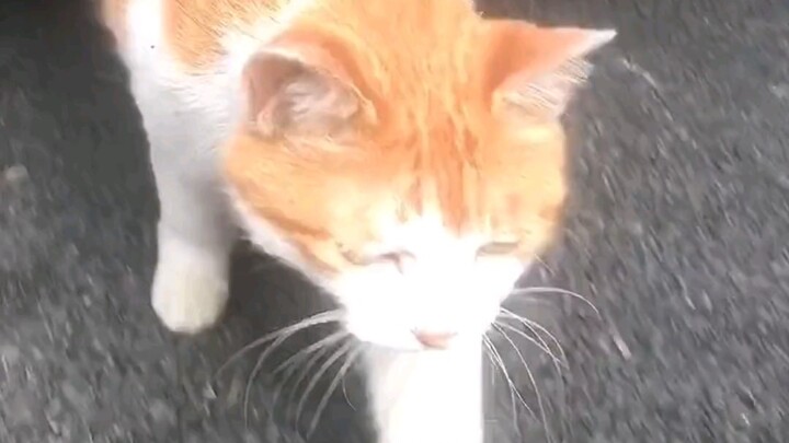 Hay là anh lại ra ngoài lang thang đi.