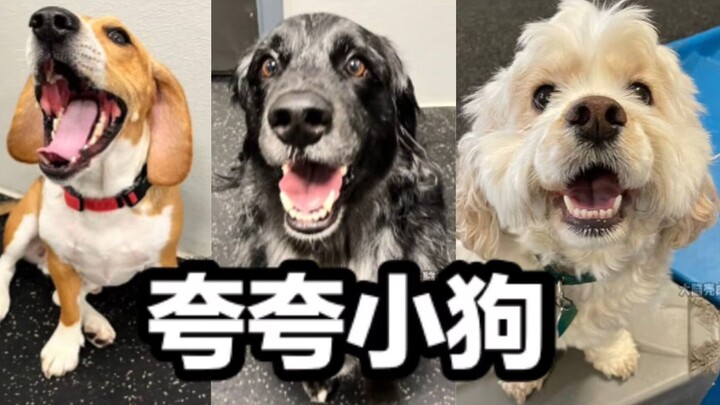 عندما يمدح المعلّم كلاب صف الحضانة ويقول إنهم أطفال طيّبون، ترد الكلاب: ^o^ الجزء 2