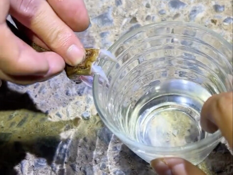 พิษงูหนึ่งตำลึงมีค่าเท่ากับทองหนึ่งตำลึง คุณกล้าดื่มเหล้าพิษงูไหม? อยากลองสั่งมาสองขวดดูสักหน่อยไหม?