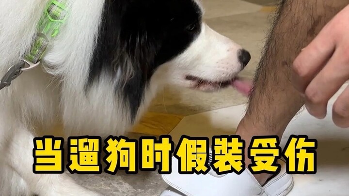 Pretending to Be Injured While Walking the Dog...