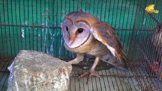 Saddar Birds Shop _ Rare and Exotic Birds _ Owls  Falcon Grey francolin  Chukar