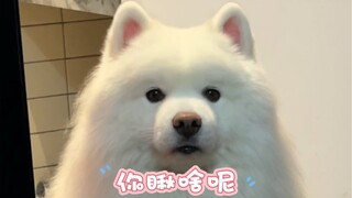 This dog farts too badly; I can't keep it anymore. Selling for 9.9.