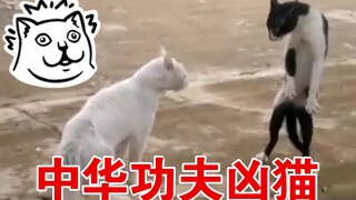 【中华神喵】咏春 · 猫问